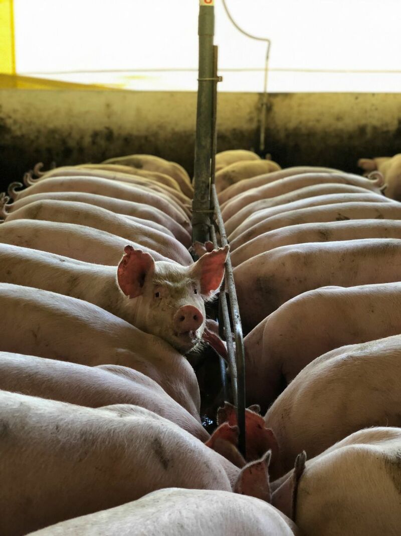 Pigs feeding from trough in pen